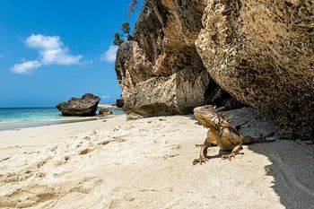 Bonaire's lifeguard: Iguanas on Playa Wayaka