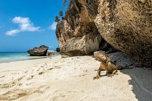 Bonaires Rettungsschwimmer: Leguane am Playa Wayaka