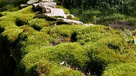 Mosted wall in the sun by Gert Bunt