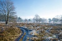 Path in forest after night frost