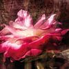 Dreamy rose blossom by Nicc Koch