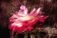 Dreamy rose blossom by Nicc Koch thumbnail