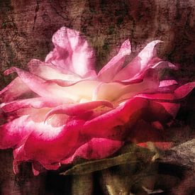 Dreamy rose blossom by Nicc Koch
