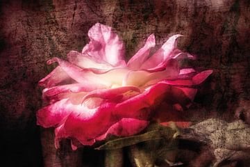 Dreamy rose blossom