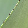 Plants | Agave leaf green | Abstract close-up photo diagonal by Dennis en Mariska