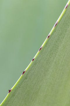 Agave blad groen | Abstracte close-up foto diagonaal
