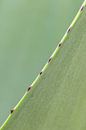Plants | Agave leaf green | Abstract close-up photo diagonal by Dennis en Mariska thumbnail