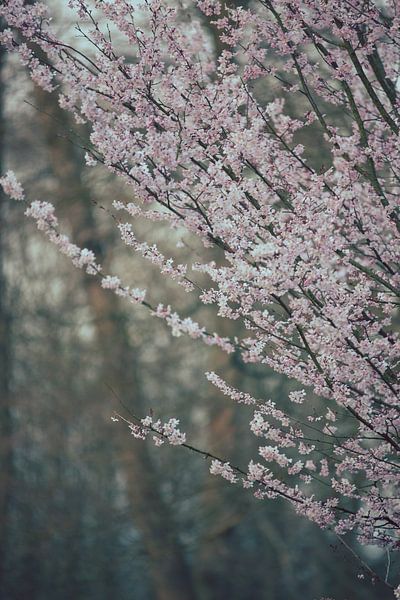 Spring by Olga Rook