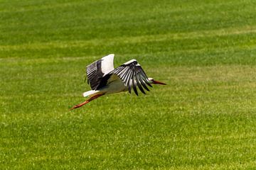 Storch auf der Weide von Frank Ketelaar