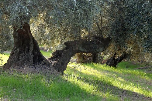 Avondzon in de olijfgaard