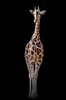 The giraffe on the black background