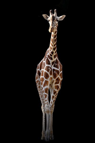 The giraffe on the black background by MADK