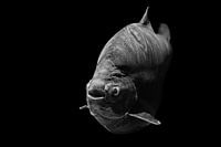Fisch