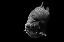 Fish by Hermann Greiling