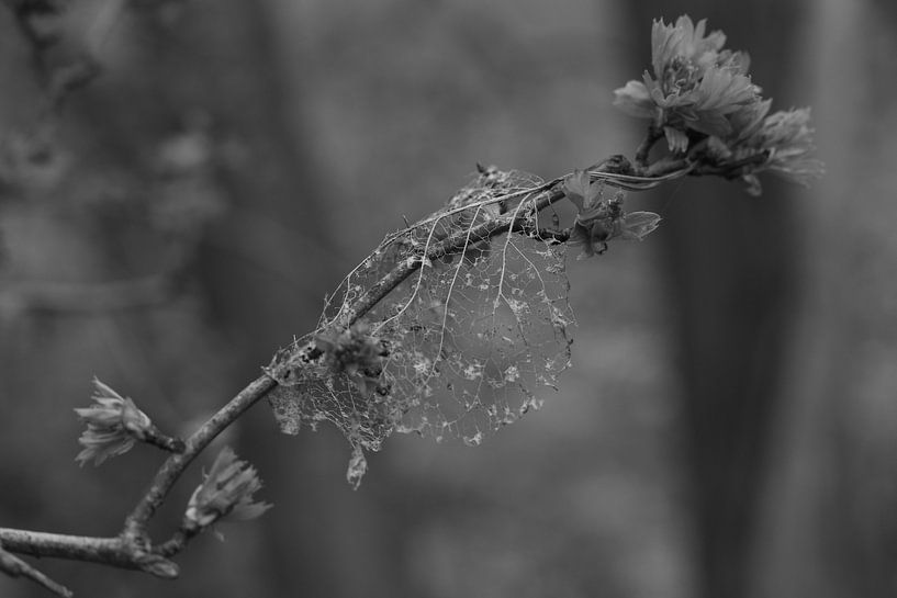 Stummes Leben von Ewan Mol