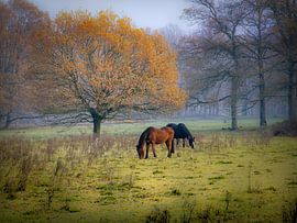 Seltsame Ente von Ger vd Broek natuurfotografie