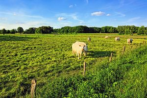 Ländliche Idylle in Niedersachsen