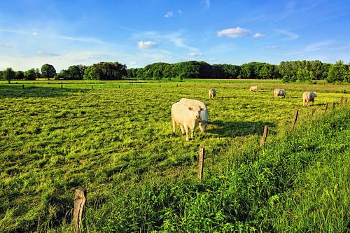Landelijke idylle in Nedersaksen