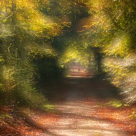 autumn in the forest by wilma ten Bhömer