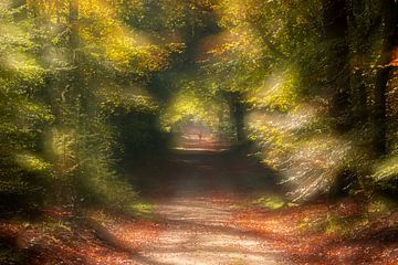 Herbst im Wald von wilma ten Bhömer