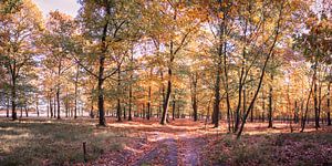 Autumn colours