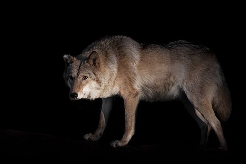 Een she-wolf vrouwtje prachtig verlicht door de ondergaande zon, een beest in profiel. Zwarte achter