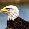 watchful American bald eagle by Henk Langerak