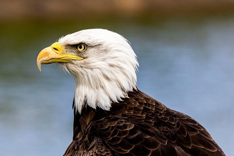 watchful American bald eagle by Henk Langerak