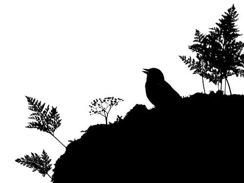 Buchfink im Feenwald