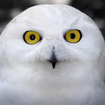 portrait snowy owl