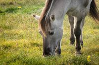 Konik-Pferd im Naturschutzgebiet Solleveld