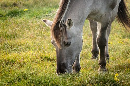 Konikpaard in natuurgebied Solleveld