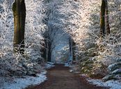 Winter wonderland. by René Jonkhout thumbnail