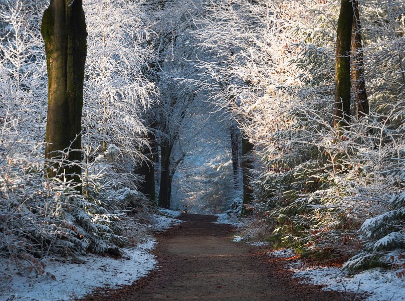 Winter wonderland. by René Jonkhout