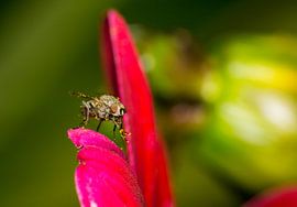 Vliegje op bloem by Johan Slagers