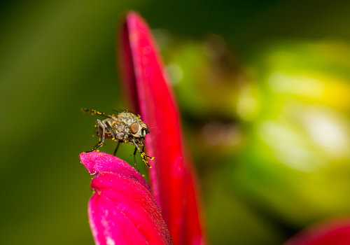 Vliegje op bloem