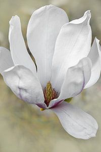 Magnolie. Rein. Romantische Traumwelt.