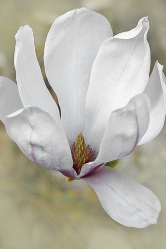 Magnolia. Puur. Romantische droomwereld.