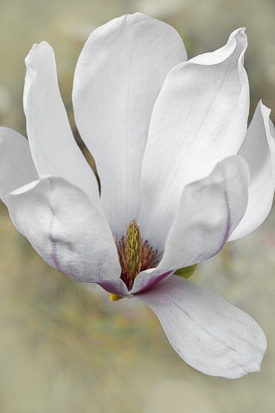 Magnolia. Pure. Romantic dream world. by Alie Ekkelenkamp