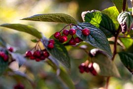Poison ou non ; Baies rouges avec feuilles