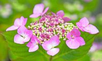 Hortensia