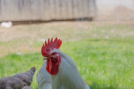 White Rooster Portrait with Green Grass Background by de-nue-pic