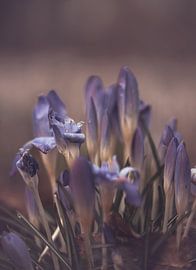 Blumen Teil 432 von Tania Perneel