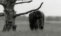Schottischer Highlander 6