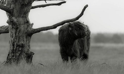 Scottisch Highlander 6