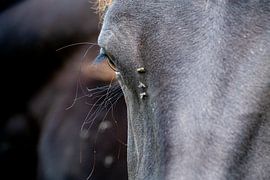 Horse's eye close-up by Kees Goethart