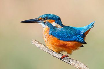 Kleurrijke ijsvogel zittend op een tak op een zonnige ochtend van Mario Plechaty Photography