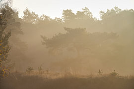 Goldener Morgennebel
