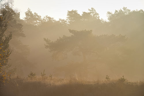 Gouden Ochtendmist
