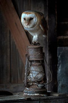 Barn owl in a barn on an oil lamp. by Albert Beukhof